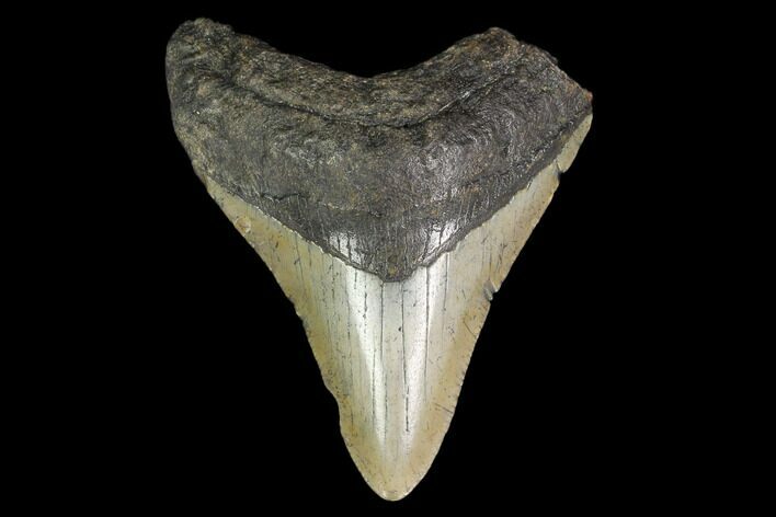 3.12" Fossil Megalodon Tooth - North Carolina
